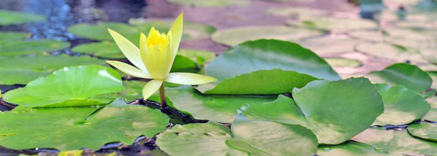 Lily Pond